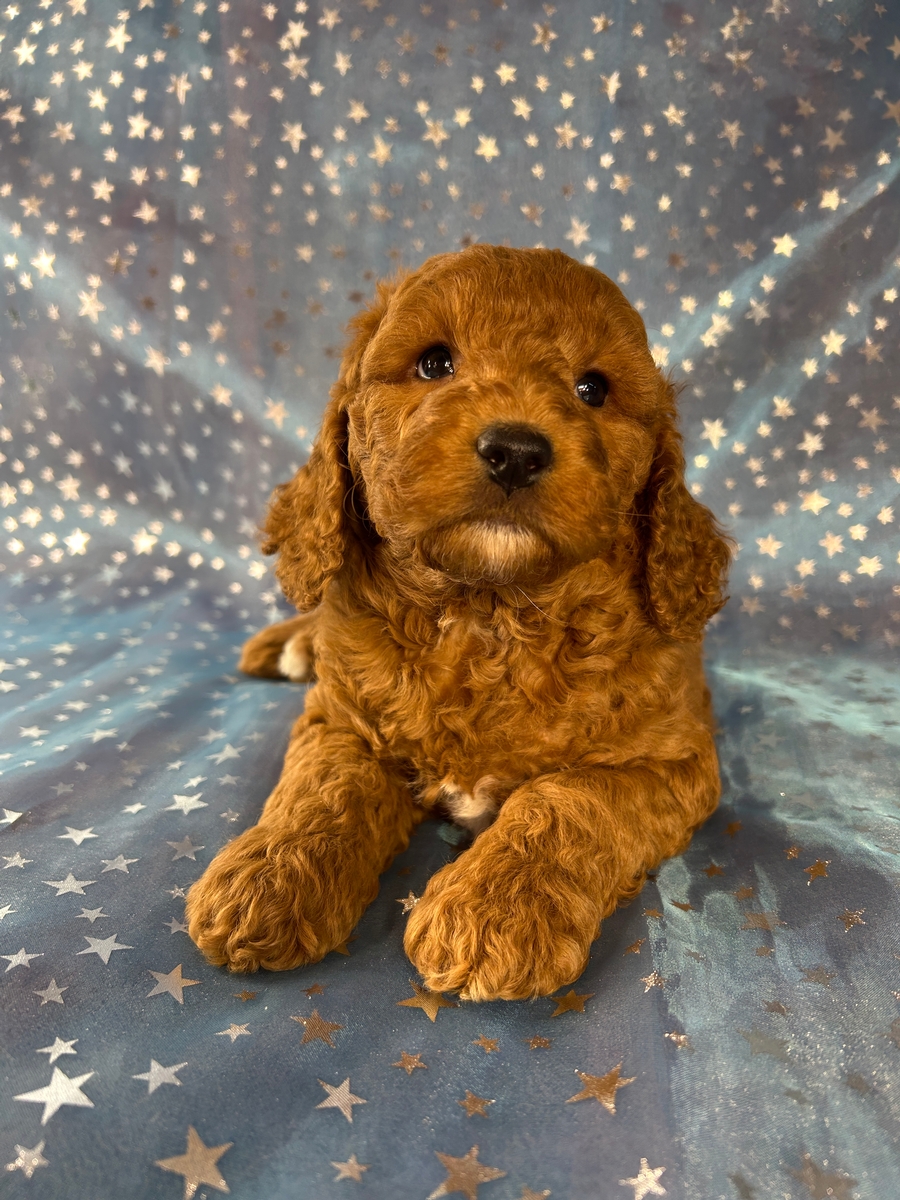 Dark Red Female Cockapoo Puppy for Sale DOB 8-30-2026 $950